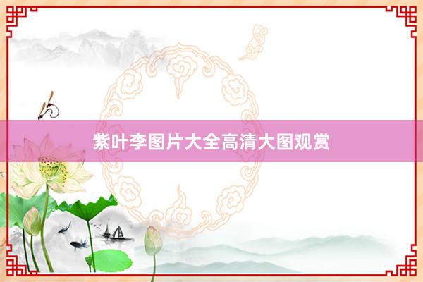 紫叶李图片大全高清大图观赏